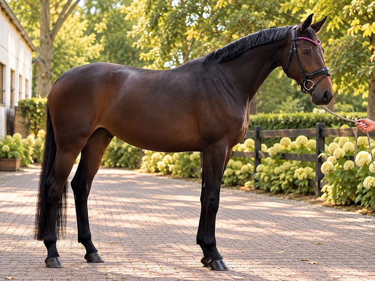 Oldenburger Merrie 4 Jaar 168 cm Donkerbruin in Lübbecke