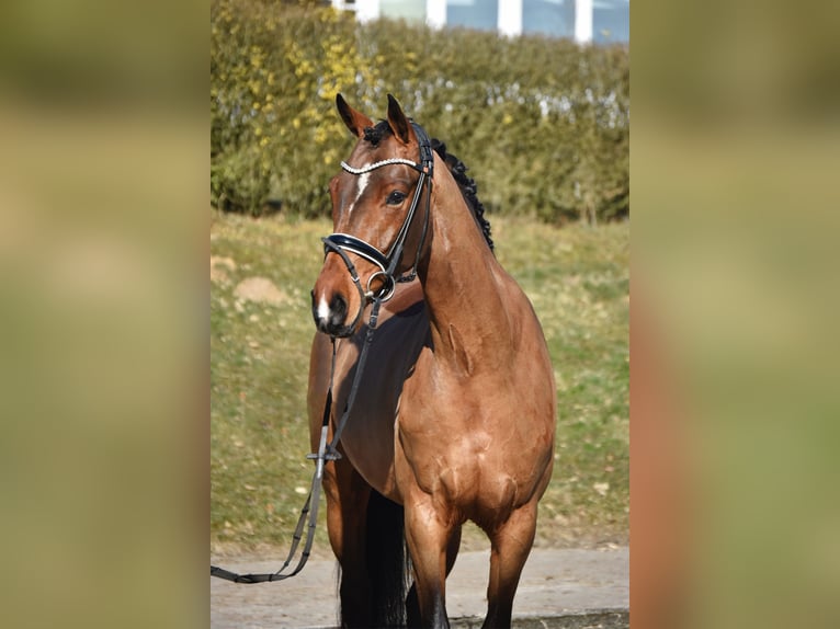 Oldenburger Merrie 4 Jaar 168 cm Donkerbruin in F&#xFC;rstenau