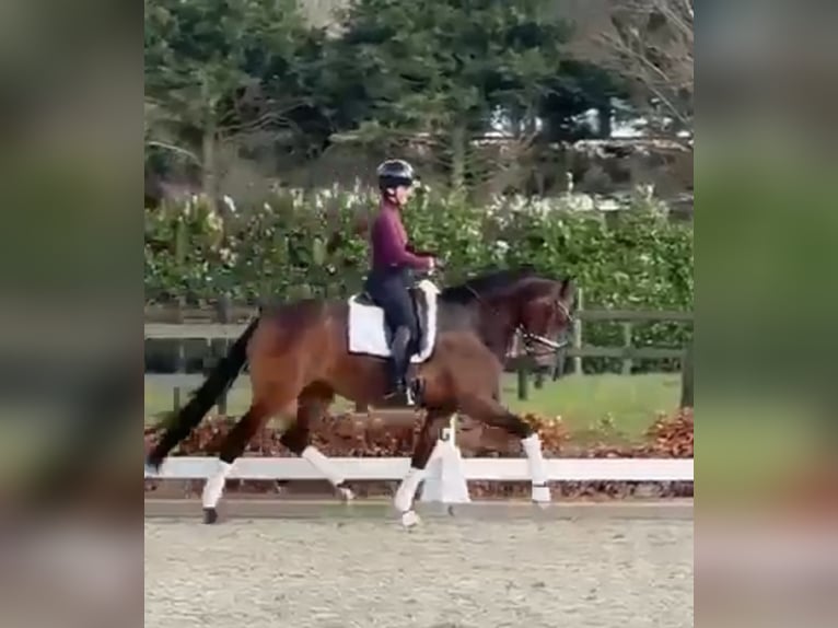 Oldenburger Merrie 4 Jaar 168 cm Donkerbruin in Vechta