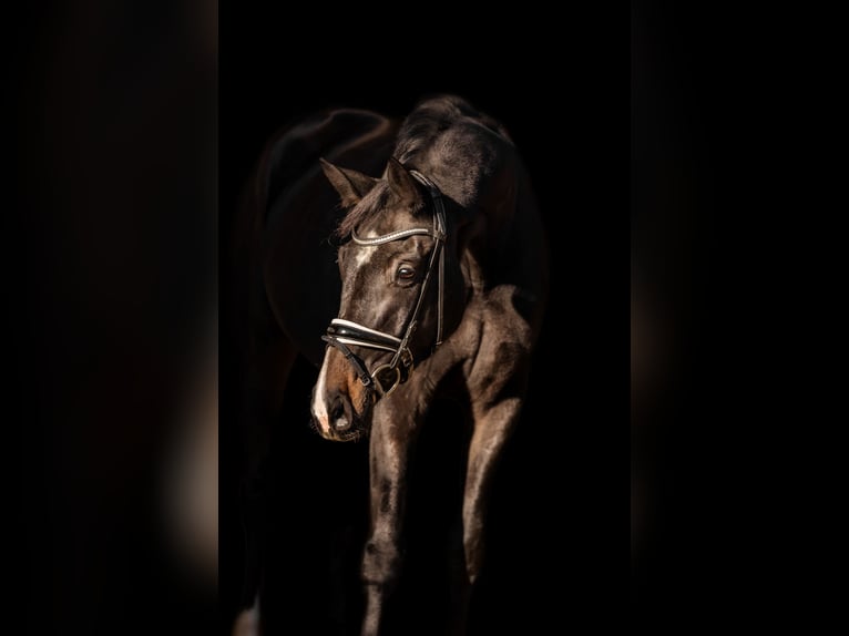 Oldenburger Merrie 4 Jaar 168 cm Zwartbruin in Ried