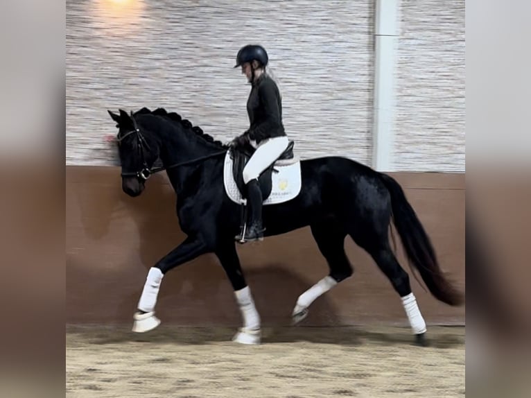 Oldenburger Merrie 4 Jaar 168 cm Zwartbruin in Wehringen