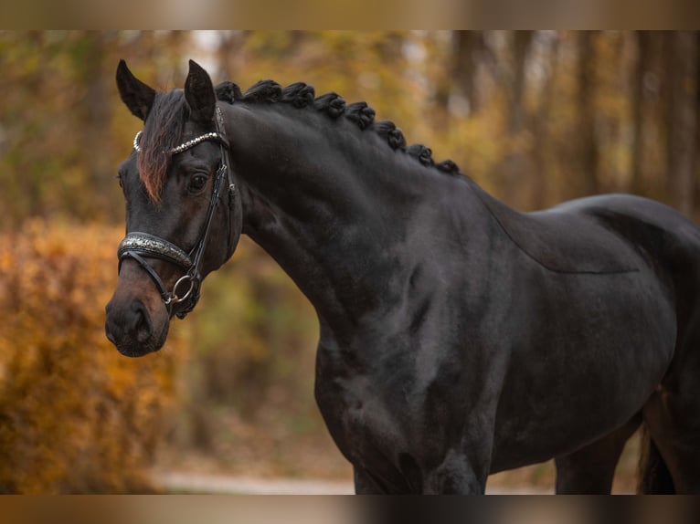 Oldenburger Merrie 4 Jaar 168 cm Zwartbruin in Wehringen