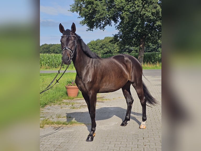 Oldenburger Merrie 4 Jaar 168 cm Zwartbruin in Walchum