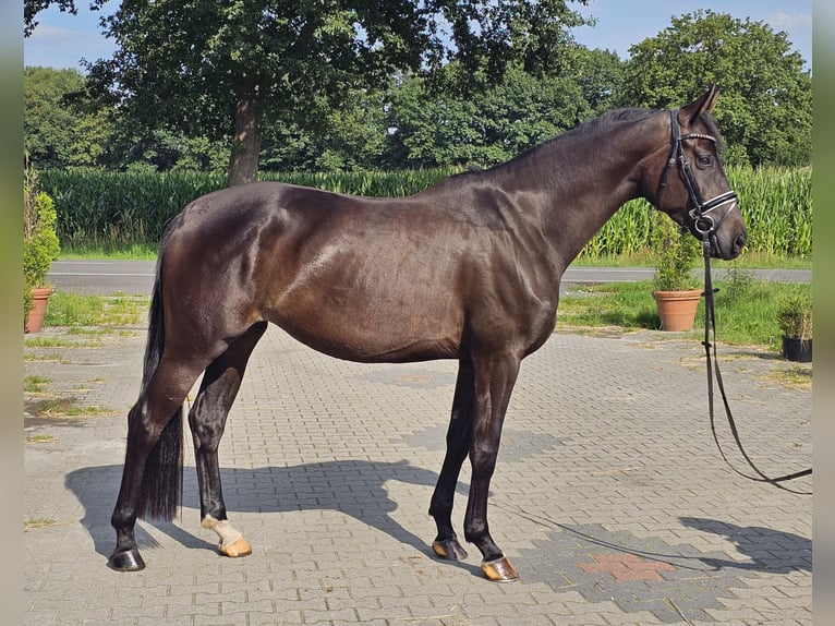 Oldenburger Merrie 4 Jaar 168 cm Zwartbruin in Walchum