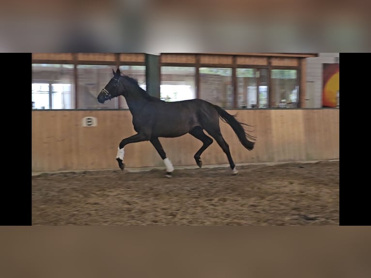 Oldenburger Merrie 4 Jaar 168 cm Zwartbruin in Walchum