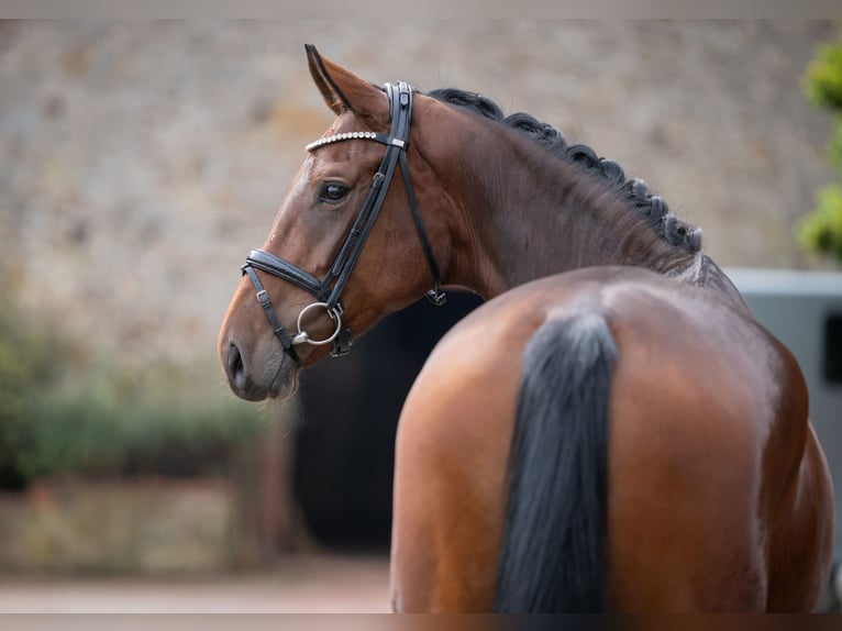 Oldenburger Merrie 4 Jaar 169 cm Bruin in Bramsche
