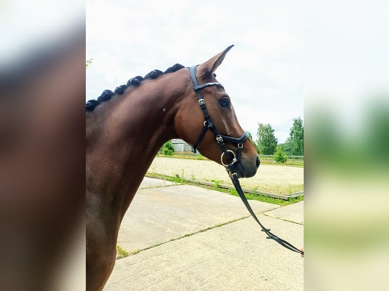 Oldenburger Merrie 4 Jaar 169 cm Bruin in Sarstedt