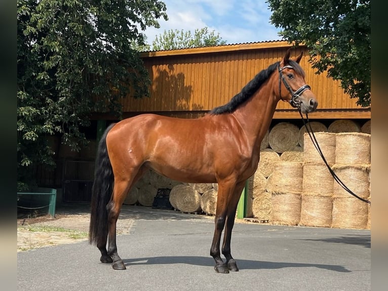 Oldenburger Merrie 4 Jaar 169 cm Bruin in Radeberg