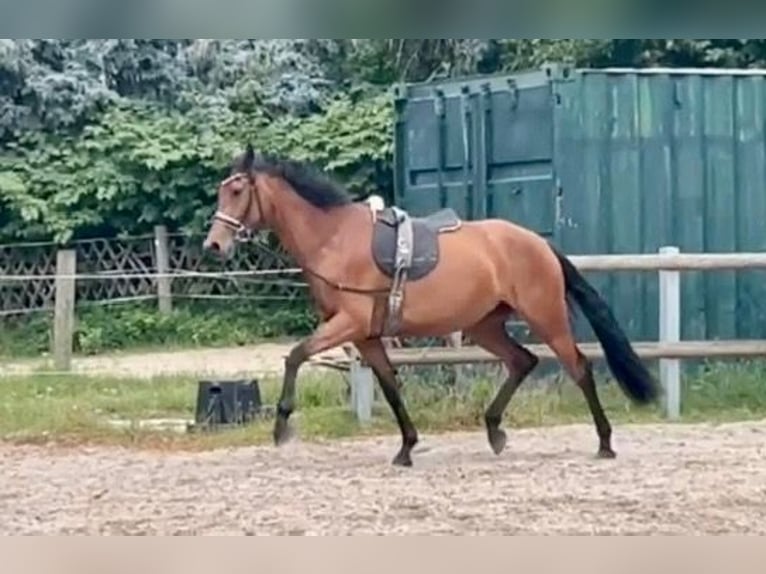 Oldenburger Merrie 4 Jaar 169 cm Bruin in Radeberg