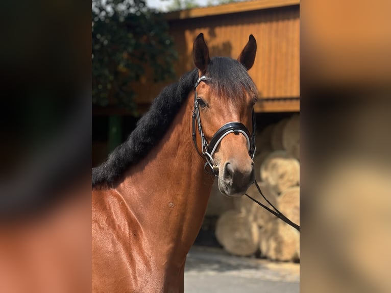 Oldenburger Merrie 4 Jaar 169 cm Bruin in Radeberg