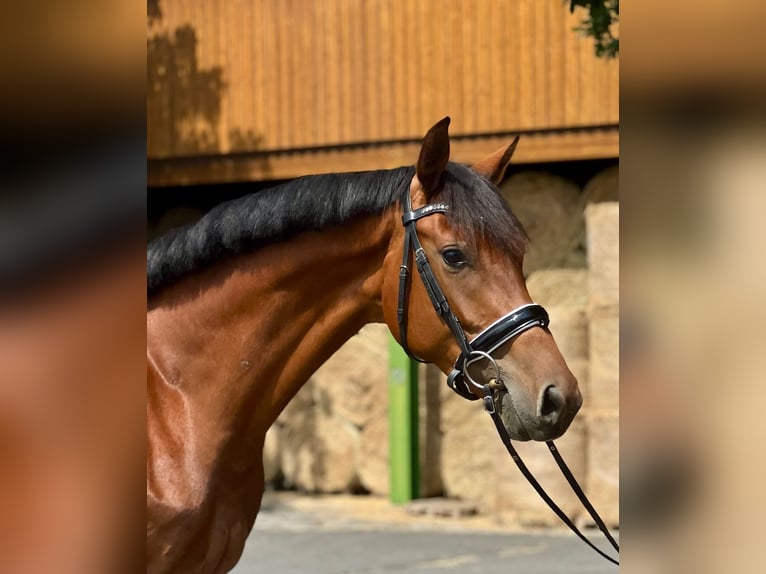 Oldenburger Merrie 4 Jaar 169 cm Bruin in Radeberg
