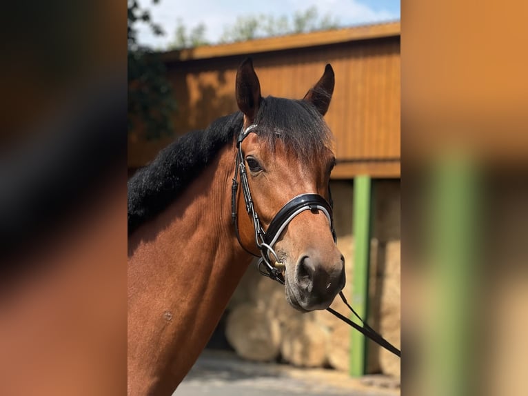 Oldenburger Merrie 4 Jaar 169 cm Bruin in Radeberg