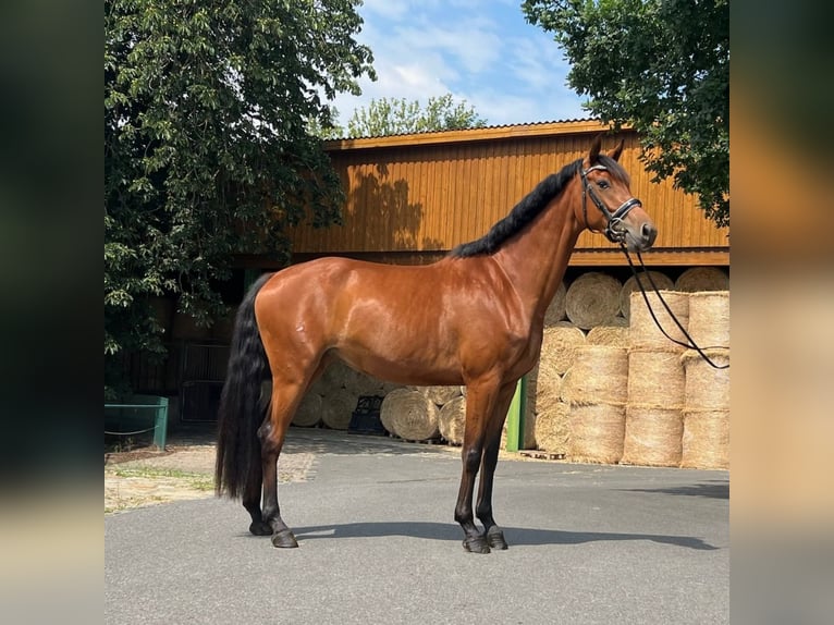 Oldenburger Merrie 4 Jaar 169 cm Bruin in Radeberg