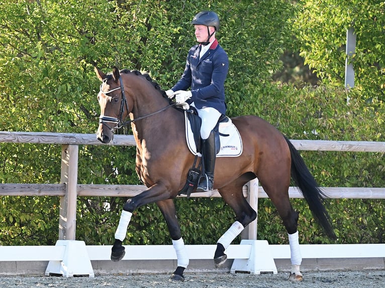 Oldenburger Merrie 4 Jaar 169 cm Bruin in Vechta