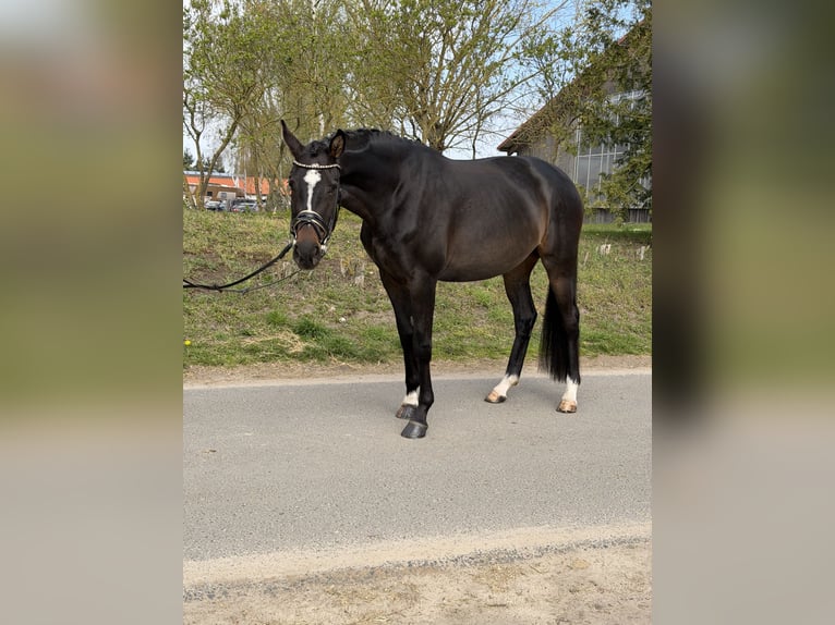 Oldenburger Merrie 4 Jaar 169 cm Donkerbruin in Phöben