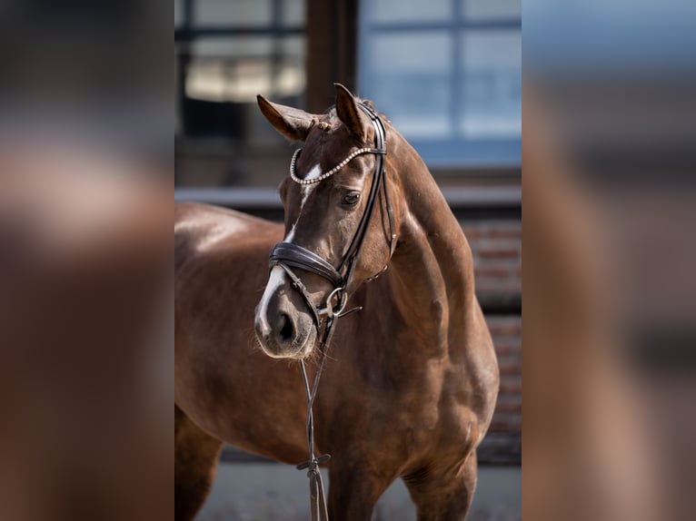 Oldenburger Merrie 4 Jaar 169 cm Donkere-vos in Heidesheim am Rhein