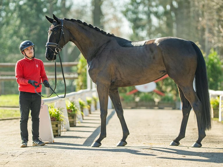 Oldenburger Merrie 4 Jaar 169 cm Zwart in Münster-Handorf