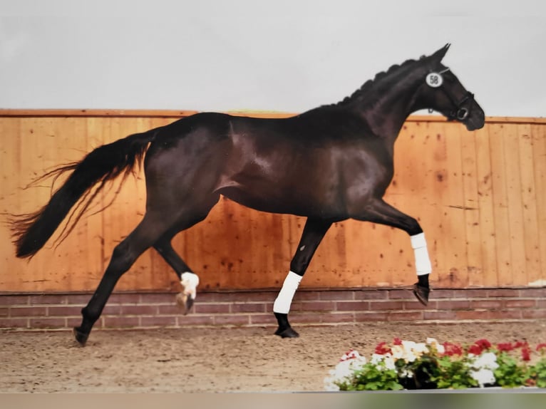 Oldenburger Merrie 4 Jaar 169 cm Zwart in Hennweiler