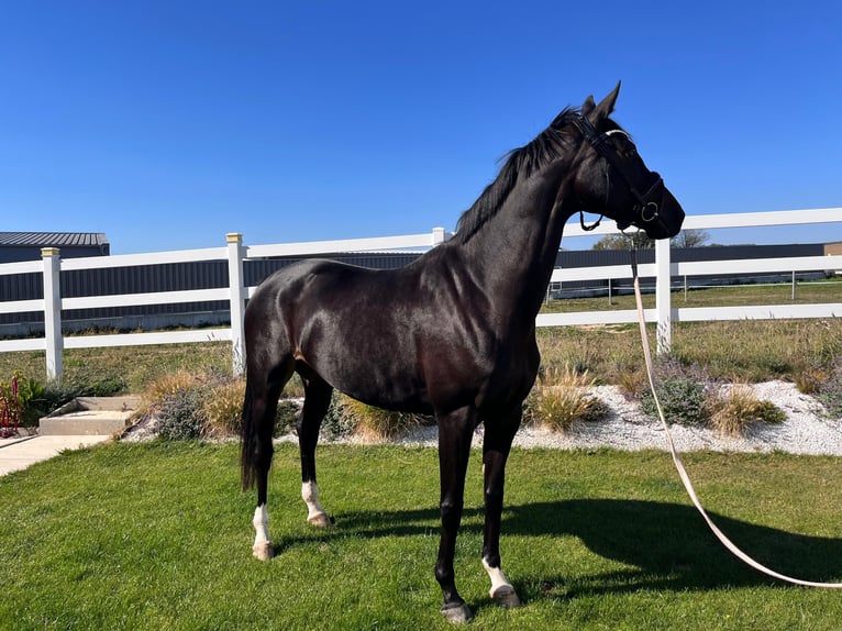Oldenburger Merrie 4 Jaar 169 cm Zwartbruin in Ritzing