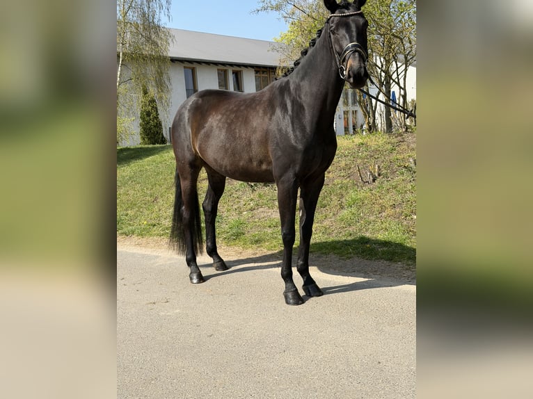 Oldenburger Merrie 4 Jaar 170 cm Bruin in Phöben
