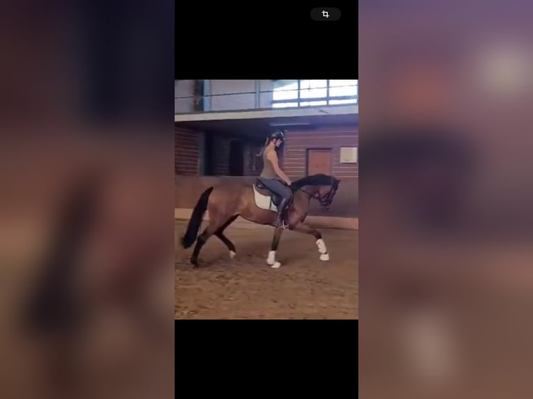 Oldenburger Merrie 4 Jaar 170 cm Bruin in Hairedt