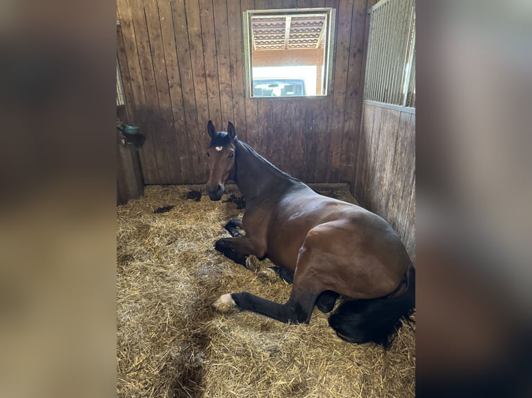 Oldenburger Merrie 4 Jaar 170 cm Bruin in Hairedt