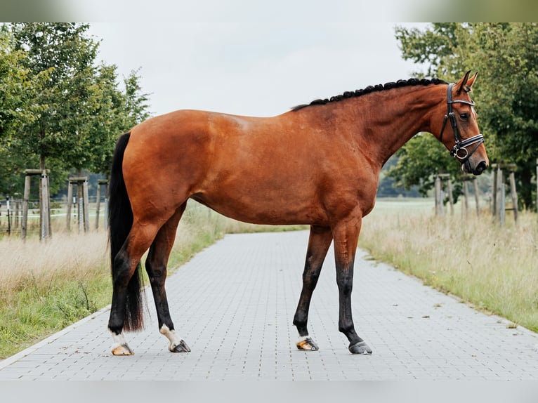 Oldenburger Merrie 4 Jaar 170 cm Bruin in L&#xF6;wenberger Land