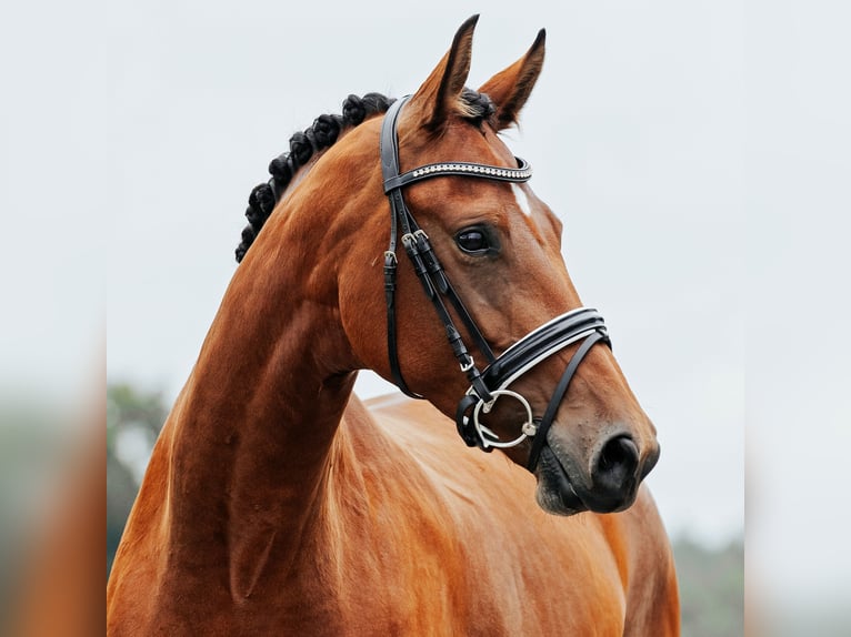 Oldenburger Merrie 4 Jaar 170 cm Bruin in L&#xF6;wenberger Land