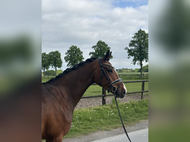 Oldenburger Merrie 4 Jaar 170 cm Bruin in Telgte
