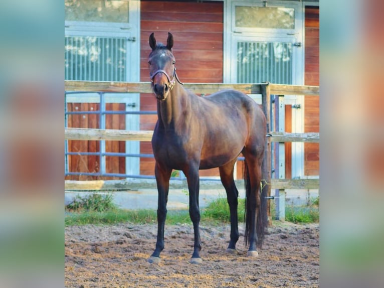 Oldenburger Merrie 4 Jaar 170 cm Donkerbruin in Radeburg