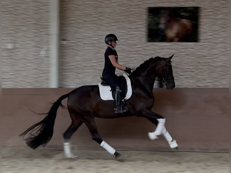 Oldenburger Merrie 4 Jaar 170 cm Donkerbruin in Wehringen