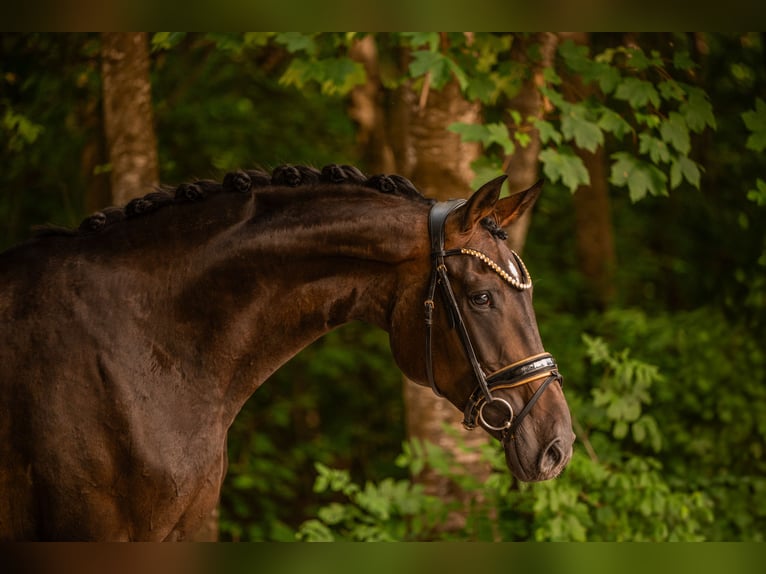 Oldenburger Merrie 4 Jaar 170 cm Donkerbruin in Wehringen