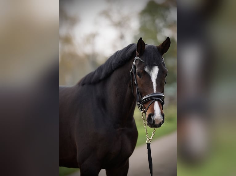 Oldenburger Merrie 4 Jaar 170 cm Donkerbruin in Ganderkesee