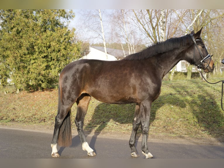 Oldenburger Merrie 4 Jaar 170 cm Donkerbruin in Phöben