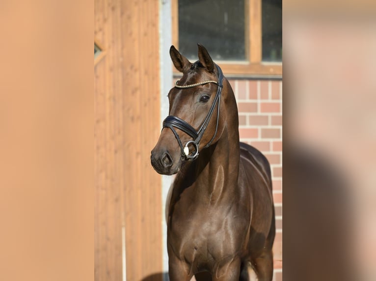 Oldenburger Merrie 4 Jaar 170 cm Donkerbruin in Vechta