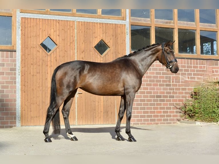Oldenburger Merrie 4 Jaar 170 cm Donkerbruin in Vechta