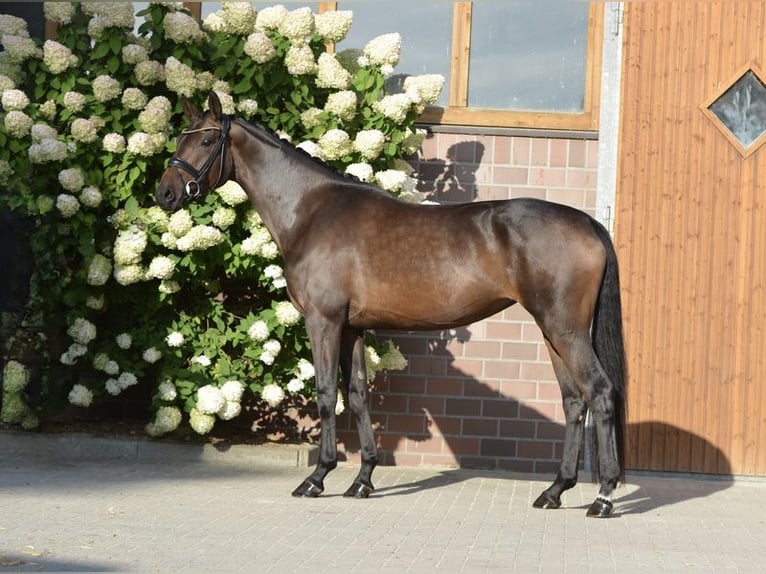 Oldenburger Merrie 4 Jaar 170 cm Donkerbruin in Vechta