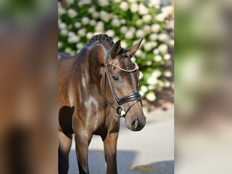 Oldenburger Merrie 4 Jaar 170 cm Donkerbruin in Vechta
