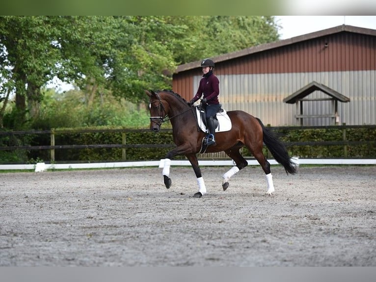 Oldenburger Merrie 4 Jaar 170 cm Donkerbruin in Visbek