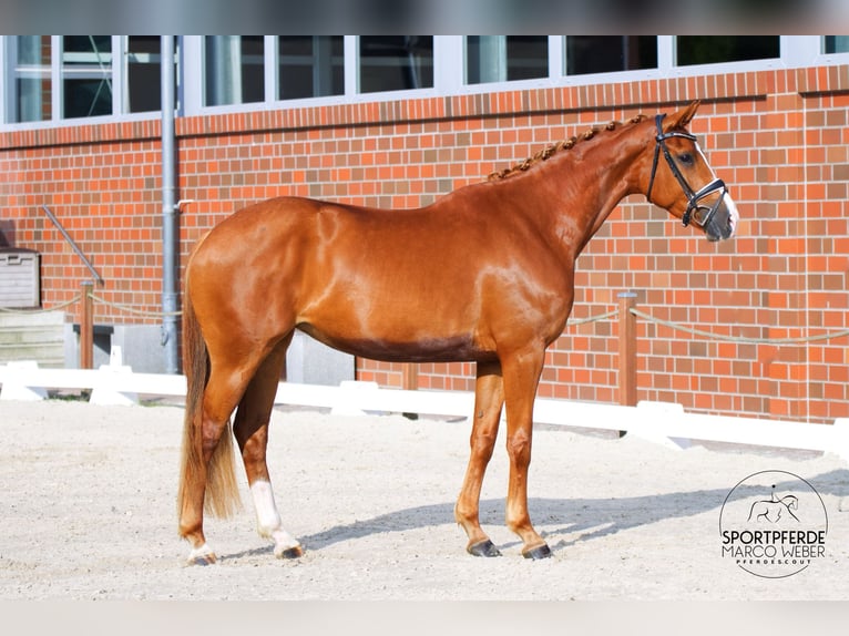 Oldenburger Merrie 4 Jaar 170 cm Vos in Bad Zwischenahn