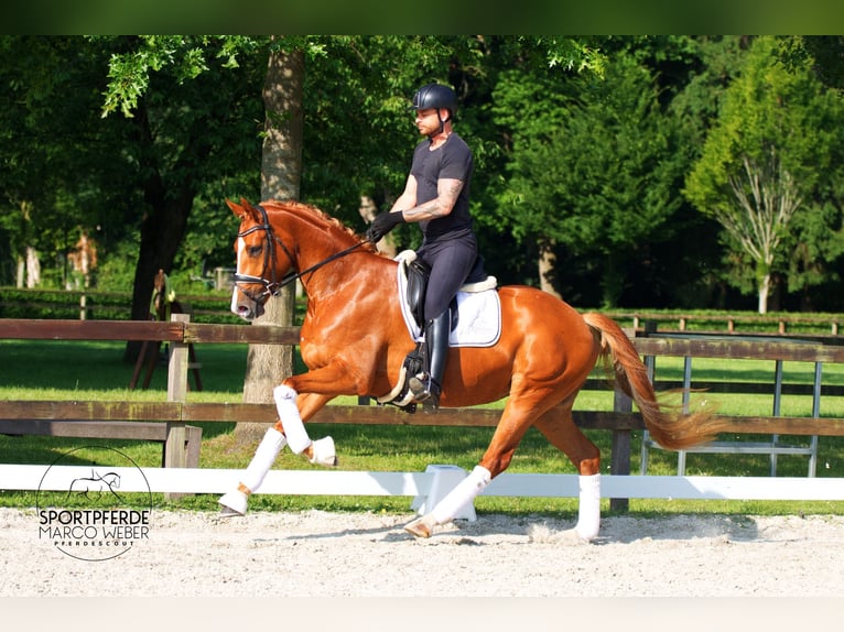 Oldenburger Merrie 4 Jaar 170 cm Vos in Bad Zwischenahn