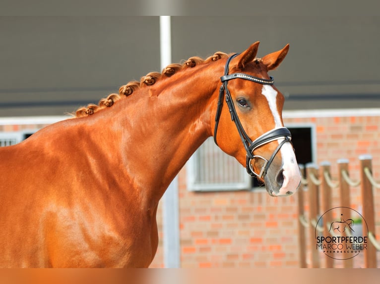 Oldenburger Merrie 4 Jaar 170 cm Vos in Bad Zwischenahn