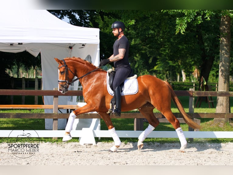 Oldenburger Merrie 4 Jaar 170 cm Vos in Bad Zwischenahn