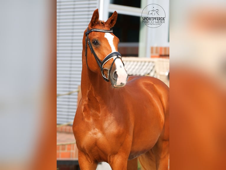 Oldenburger Merrie 4 Jaar 170 cm Vos in Bad Zwischenahn