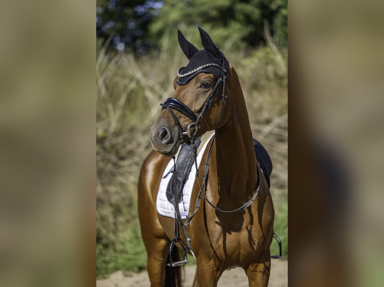 Oldenburger Merrie 4 Jaar 170 cm Vos in Leer (Ostfriesland)