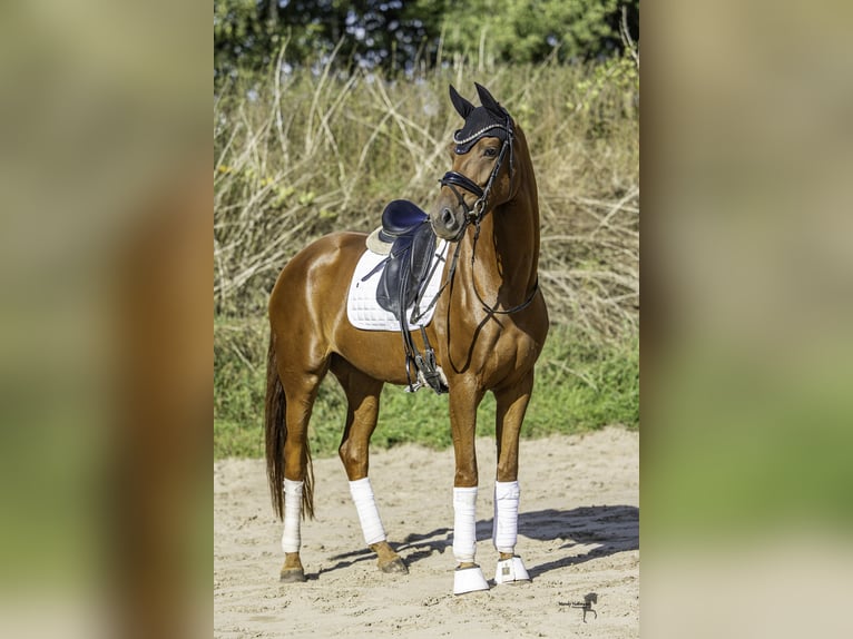 Oldenburger Merrie 4 Jaar 170 cm Vos in Leer (Ostfriesland)