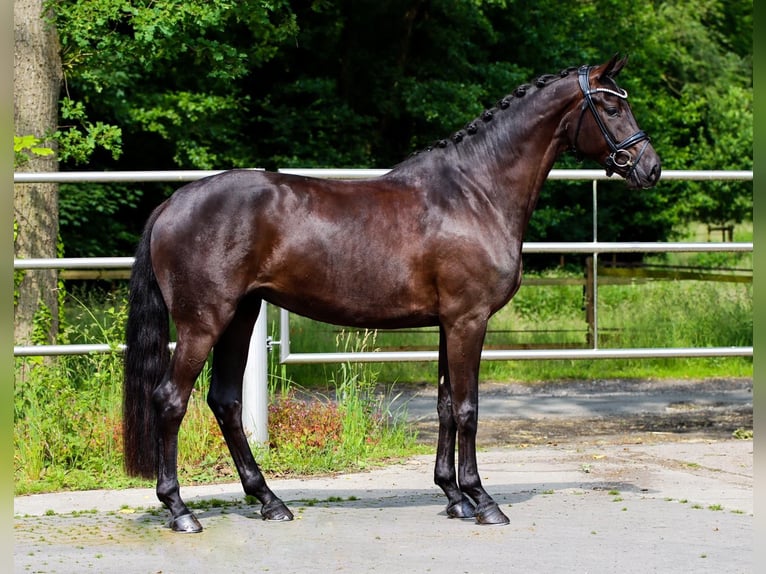 Oldenburger Merrie 4 Jaar 170 cm Zwart in Lienen