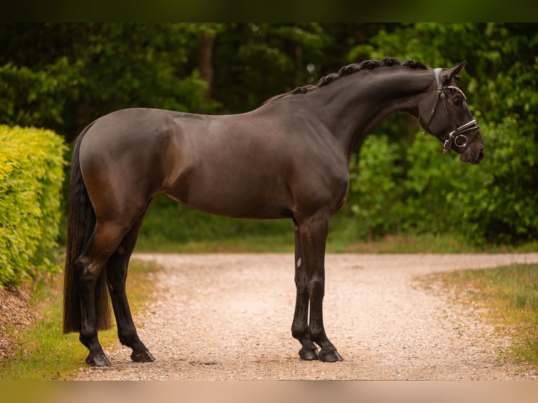 Oldenburger Merrie 4 Jaar 170 cm Zwartbruin in Wehringen