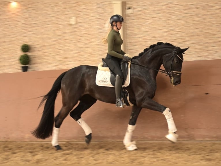Oldenburger Merrie 4 Jaar 170 cm Zwartbruin in Wehringen