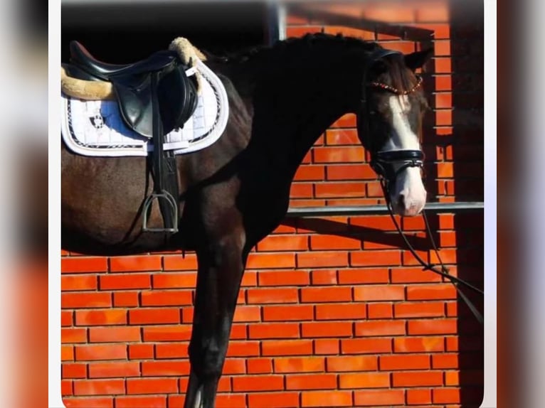 Oldenburger Merrie 4 Jaar 170 cm Zwartbruin in Saterland